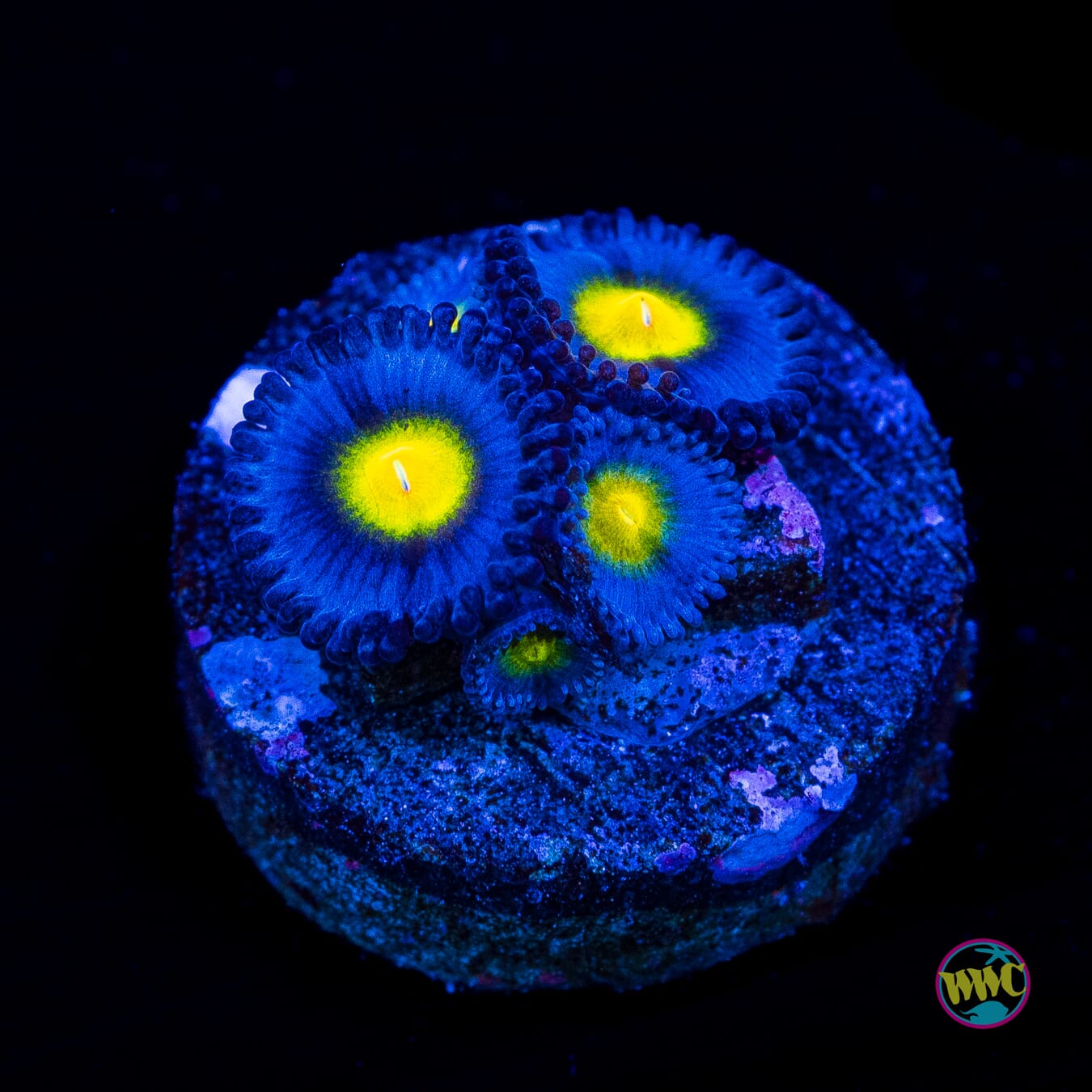WWC AOI Zoanthids - Actinic Photo
