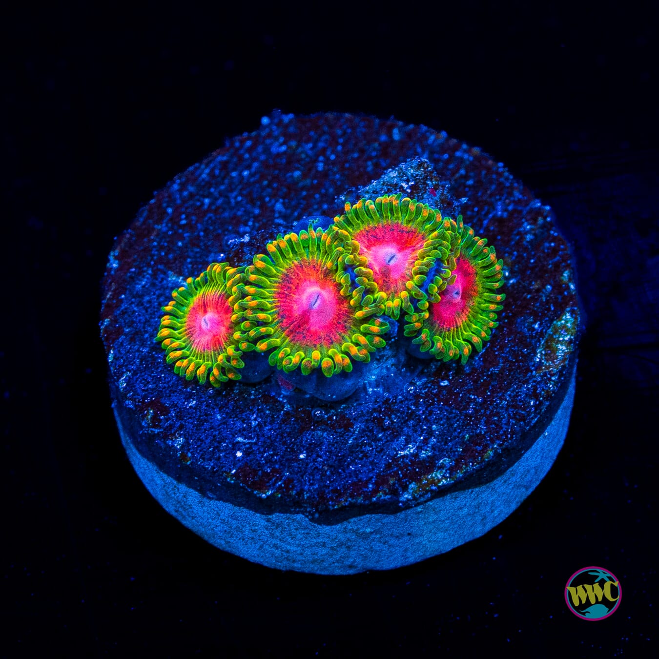 Awesome Blossom Zoanthids - Actinic Photo