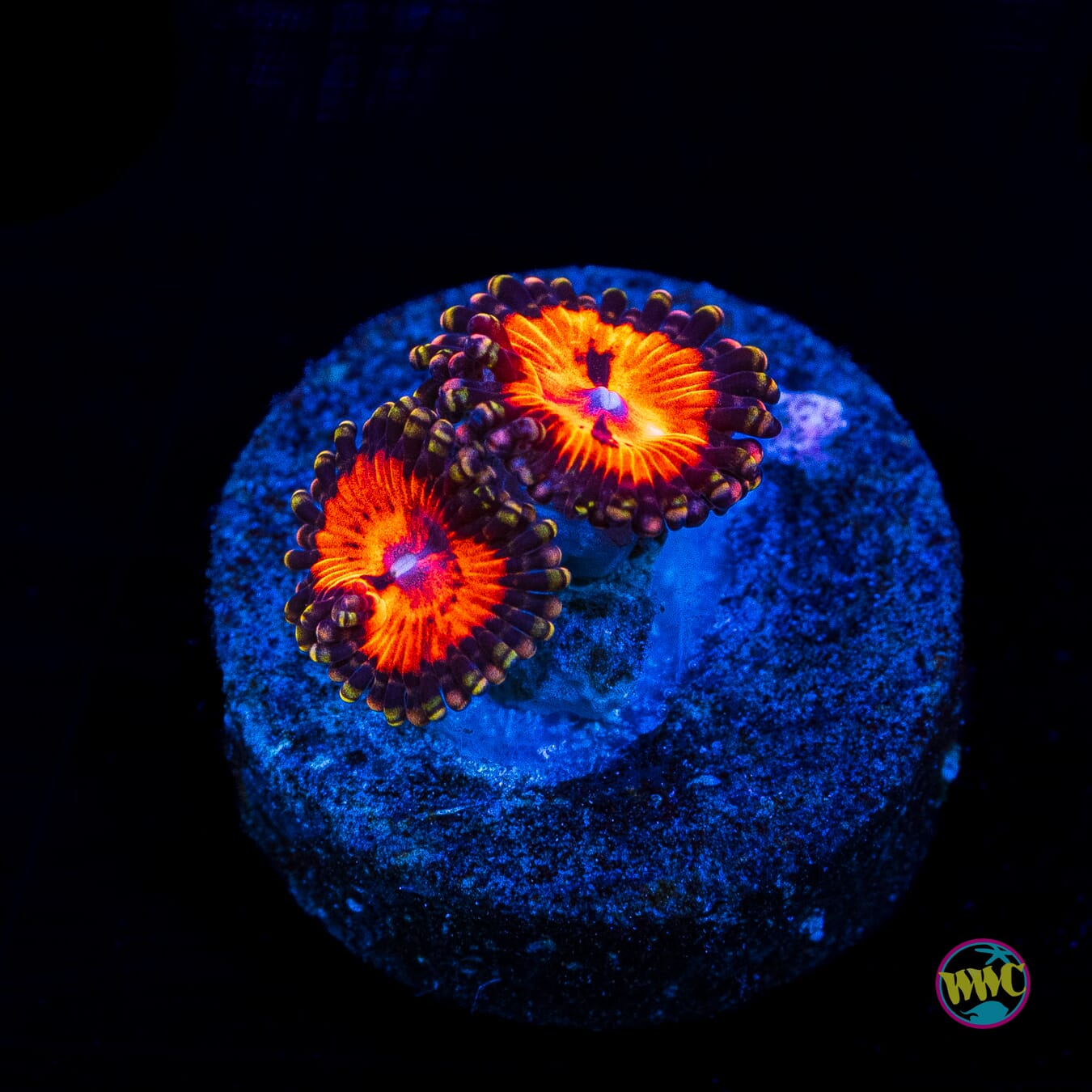WWC Blood Suckerz Zoanthids - Actinic Photo