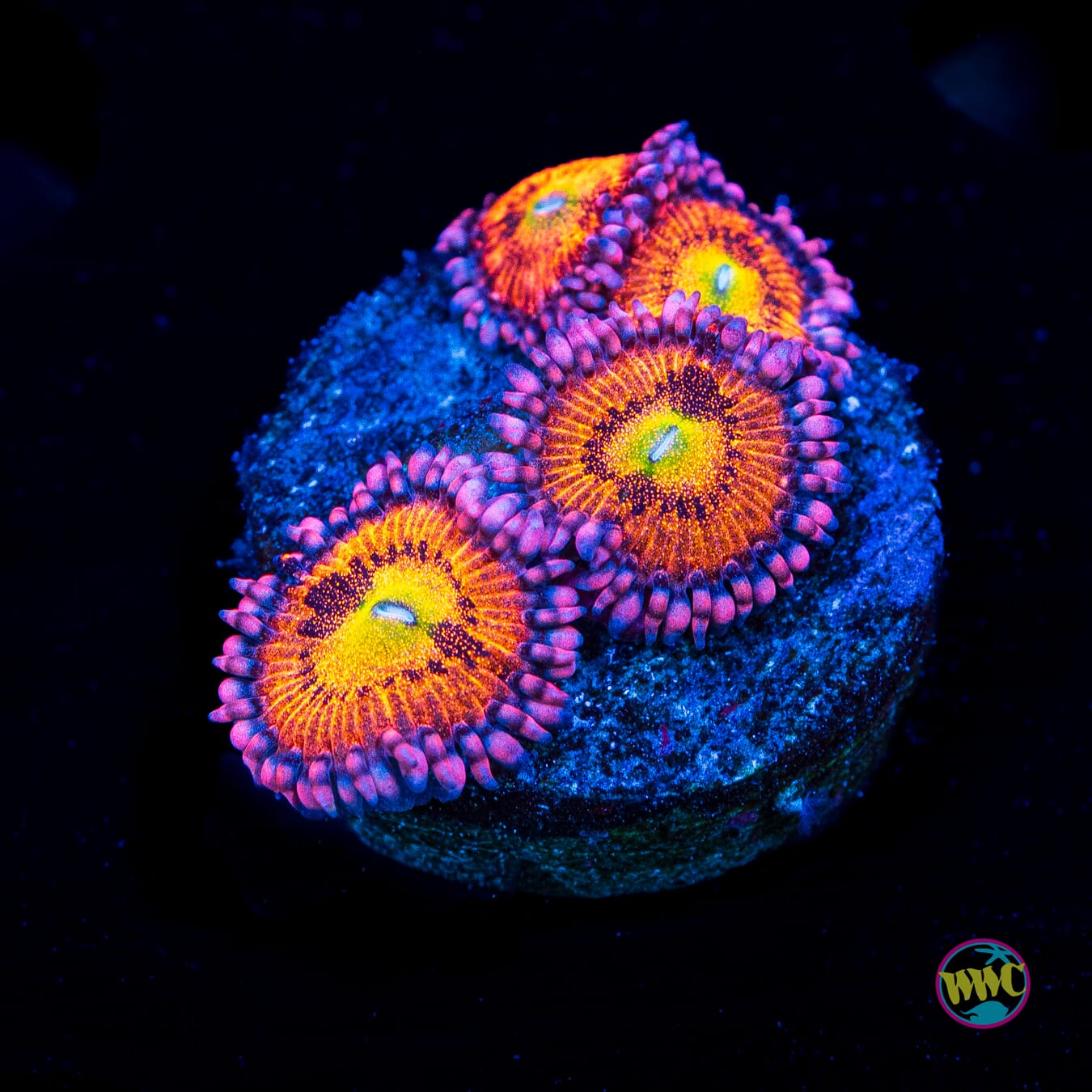 WWC Halle Berry Zoanthids - Actinic Photo