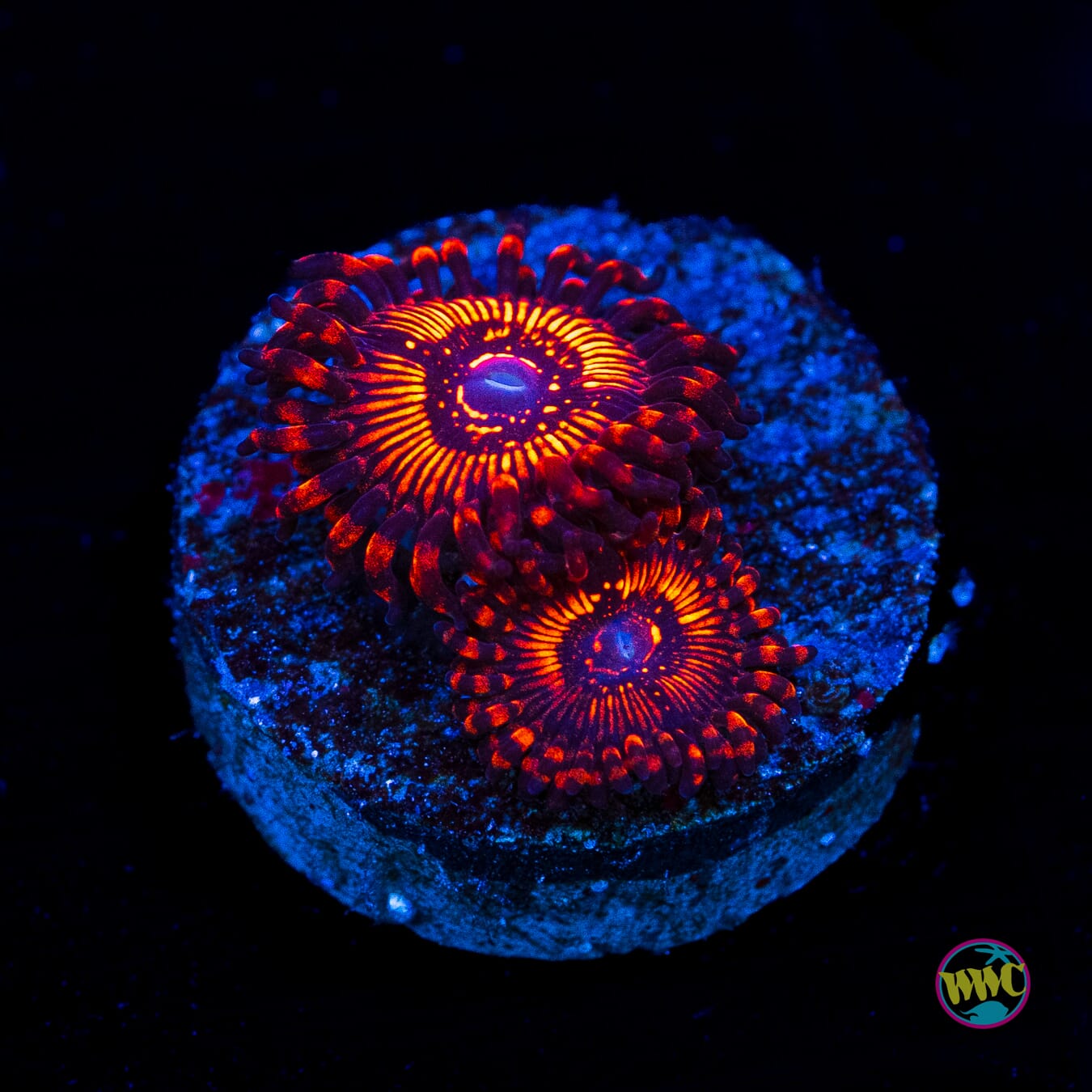 WWC Balrog Zoanthids - Actinic Photo