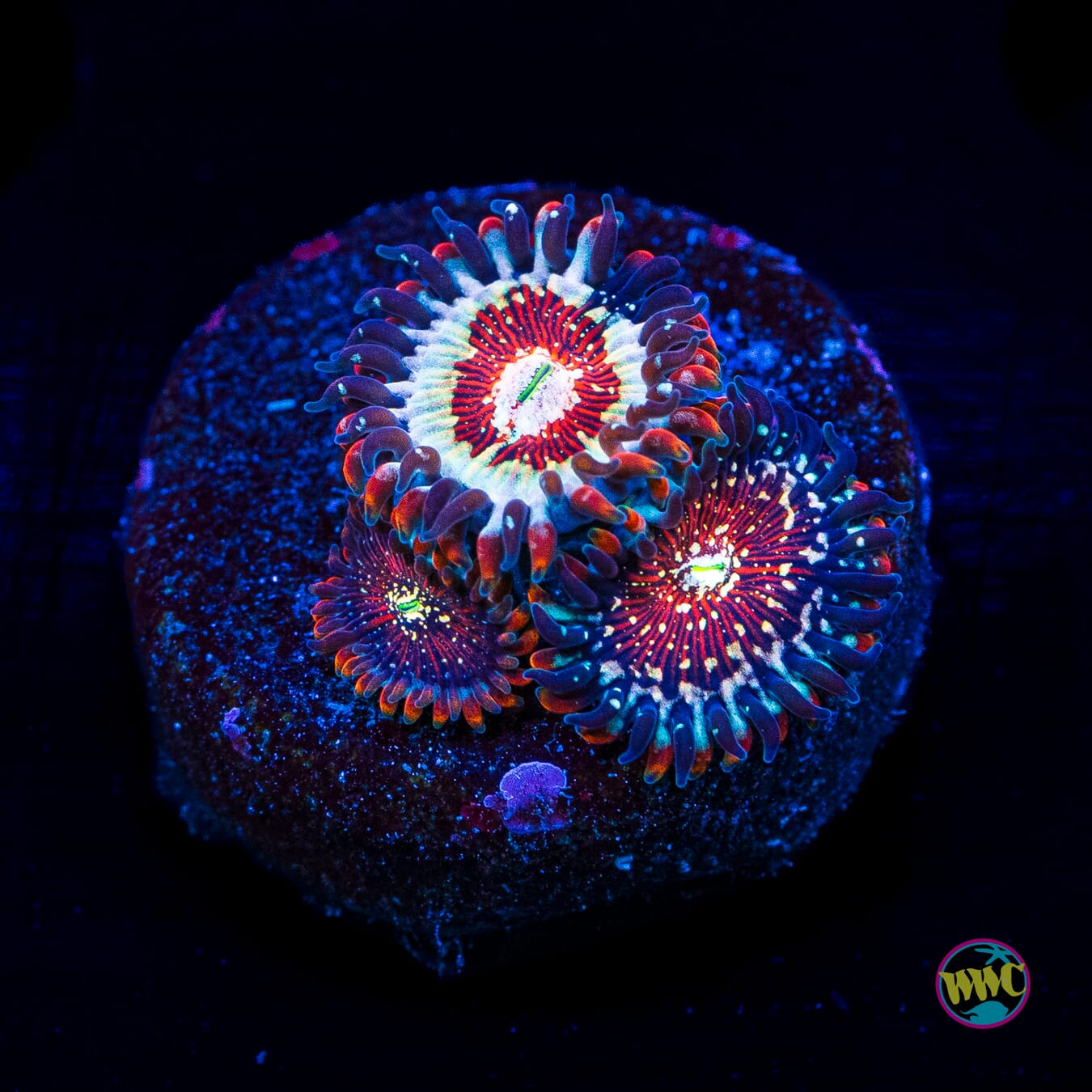 Salted Agave Zoanthids - Actinic Photo