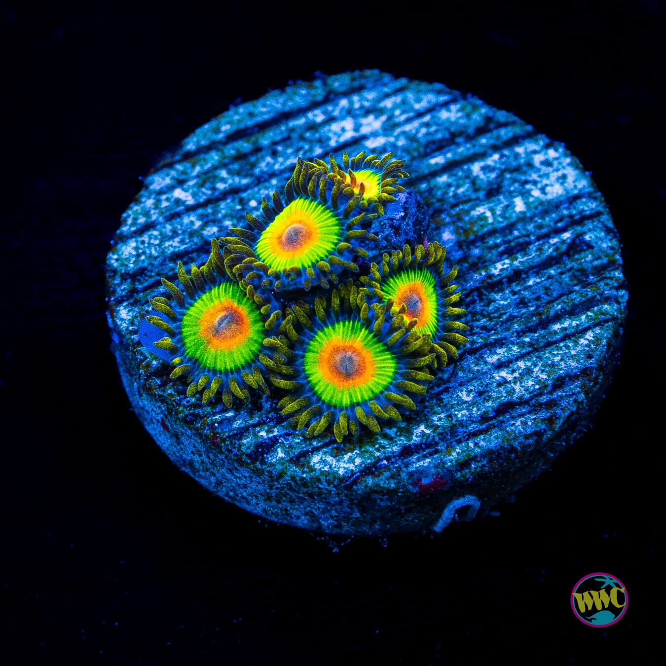 Rasta Zoanthids - Actinic Photo