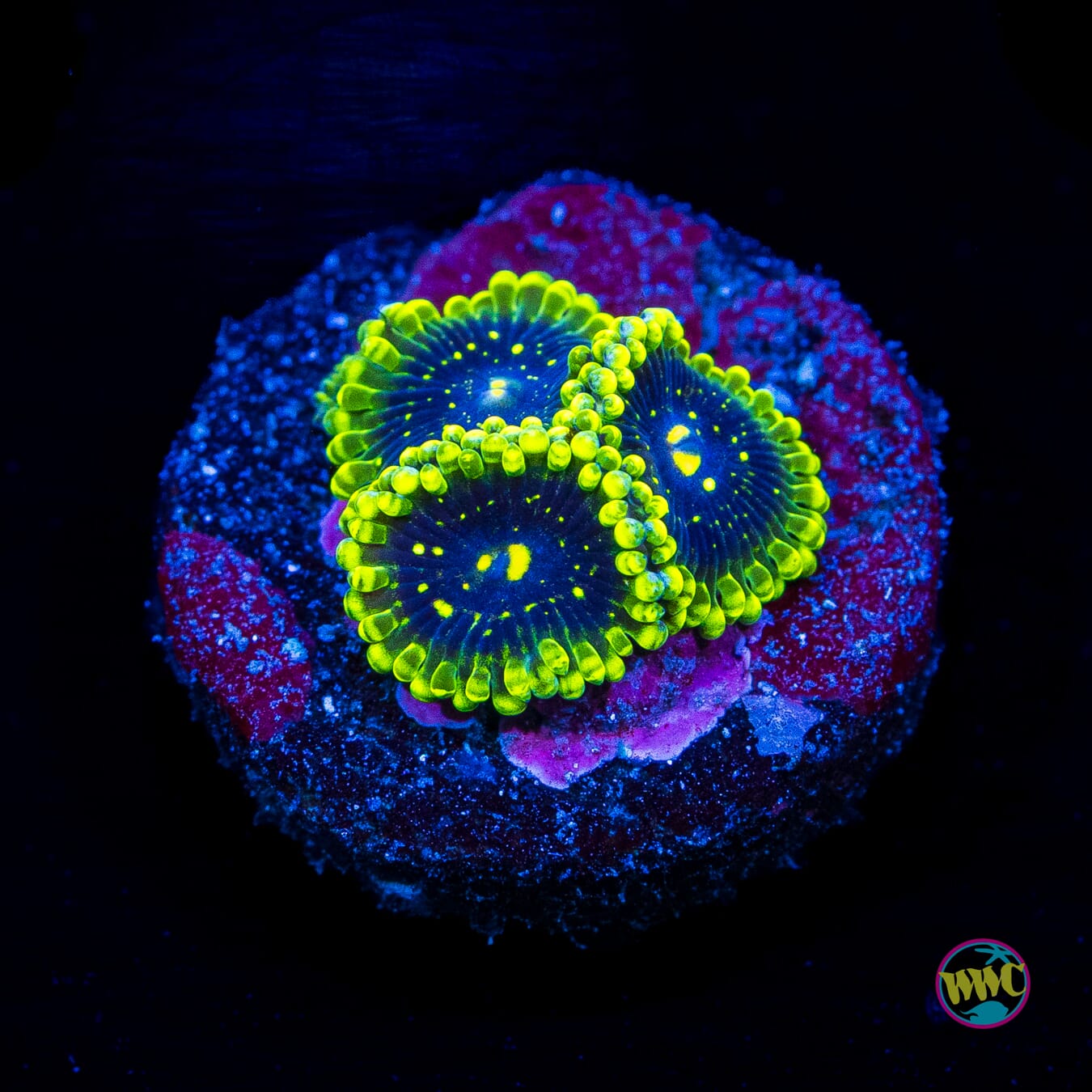 Exosphere Zoanthids - Actinic Photo