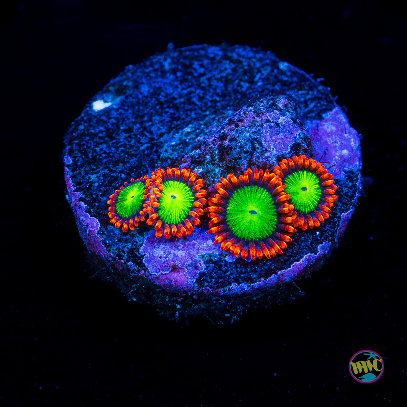 Goblins Fire Zoanthids - Actinic Photo