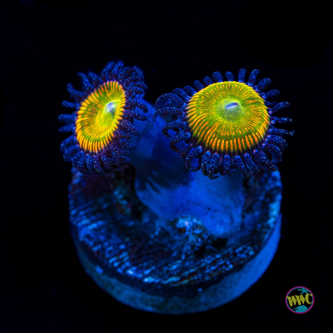 Sunny D Zoanthids - Actinic Photo