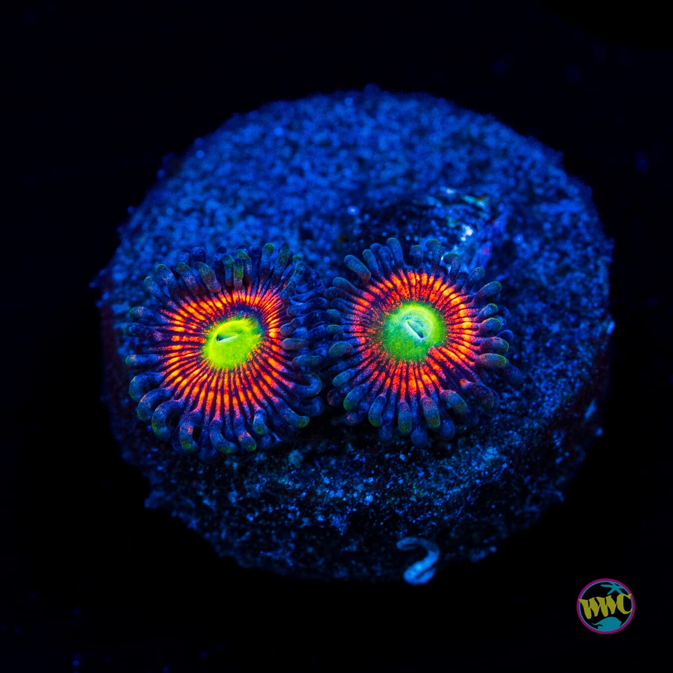 Everlasting Gobstopper Zoanthids - Actinic Photo