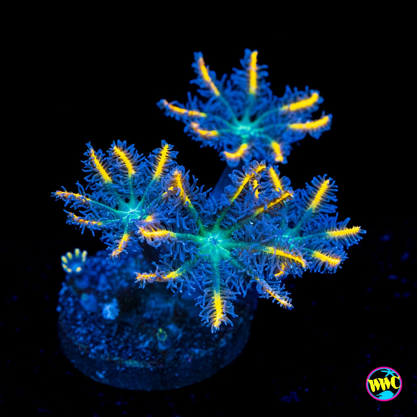 Flame Tipped Clove Polyps - Actinic Photo