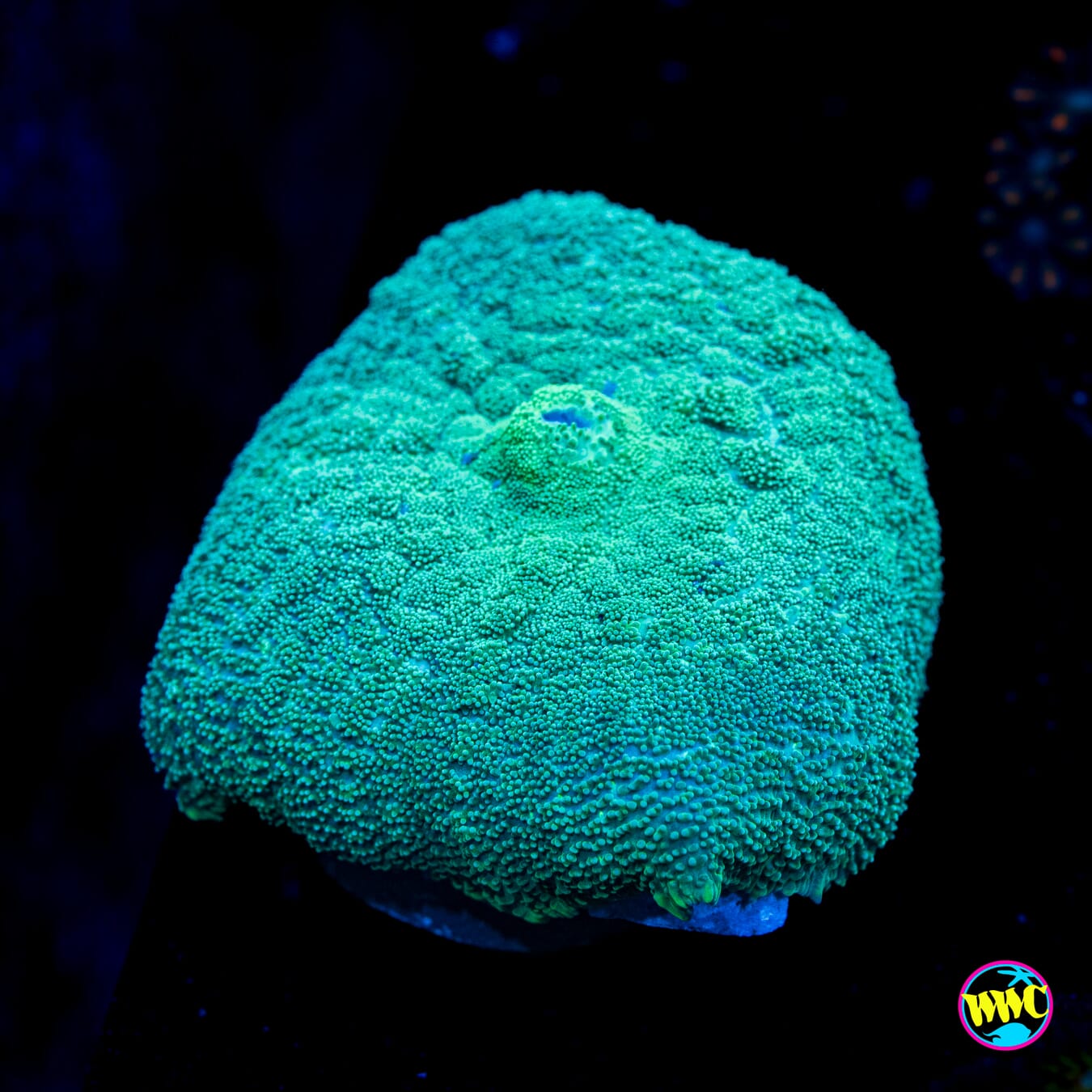 Fresh Cut Grass Carpet Mushroom - Actinic Photo