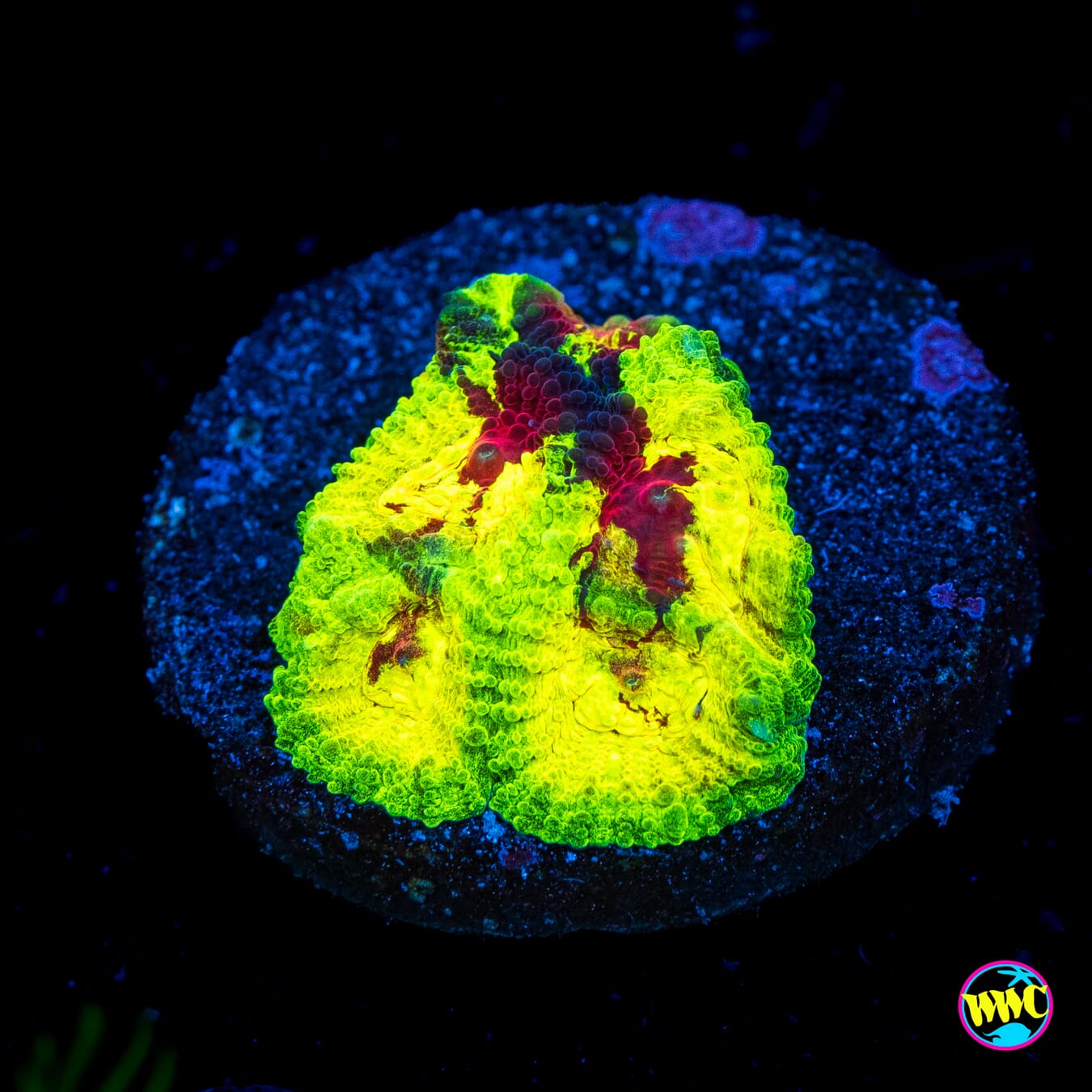 WWC Acid Venom Favia - Actinic Photo