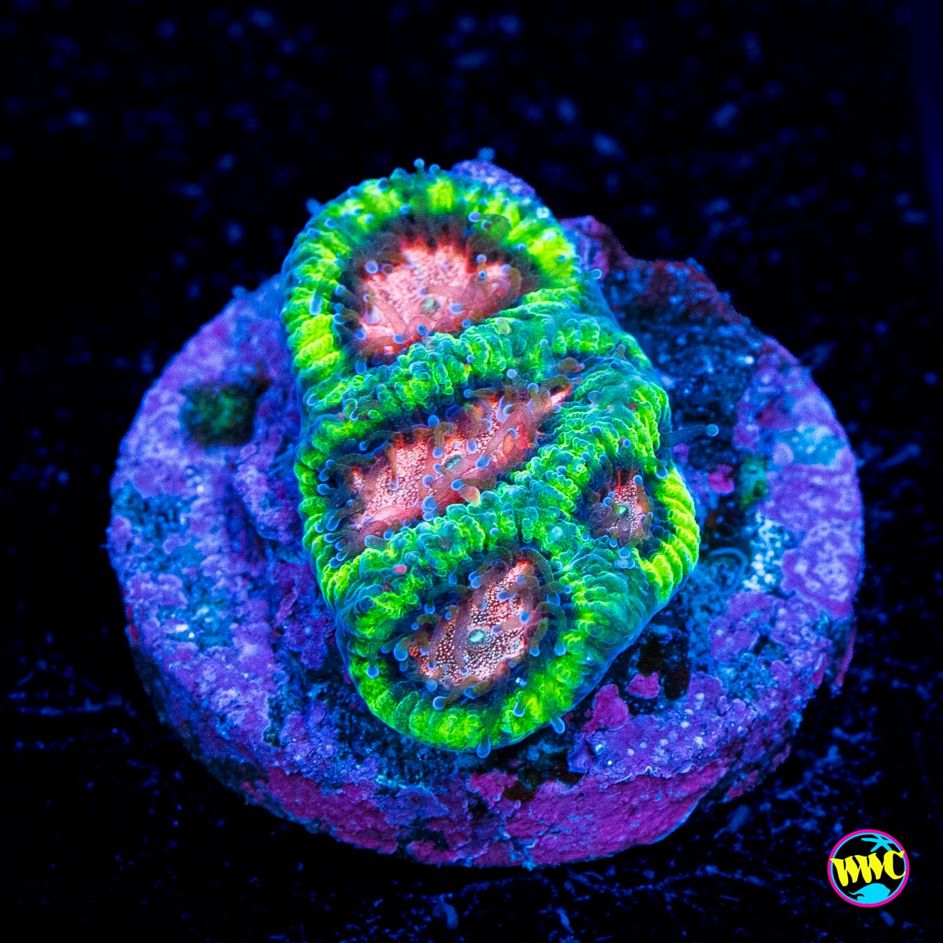 Watermelon Sugar Micromussa Coral - Actinic Photo