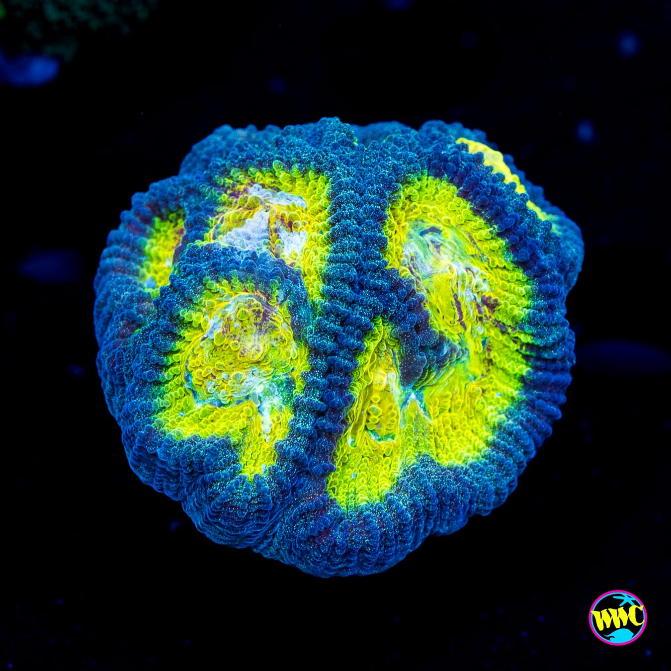 WWC Blue Lobster Favia - Actinic Photo