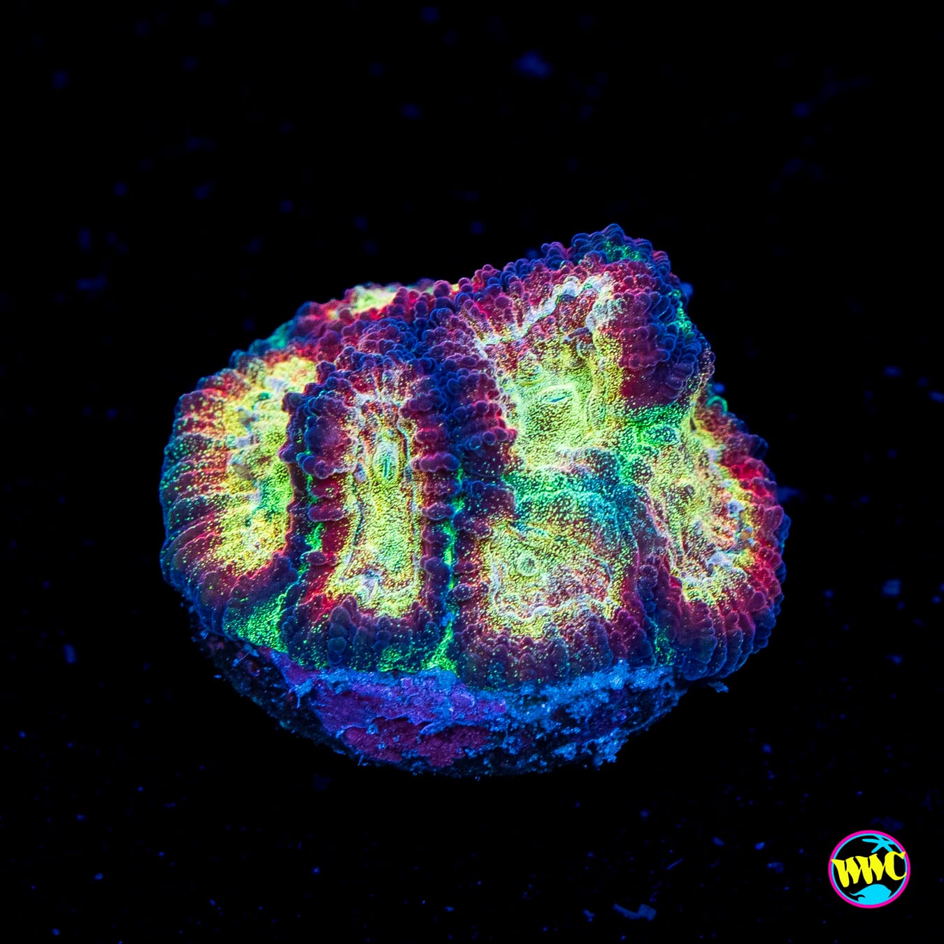 WWC Gold Dust Favia - Actinic Photo