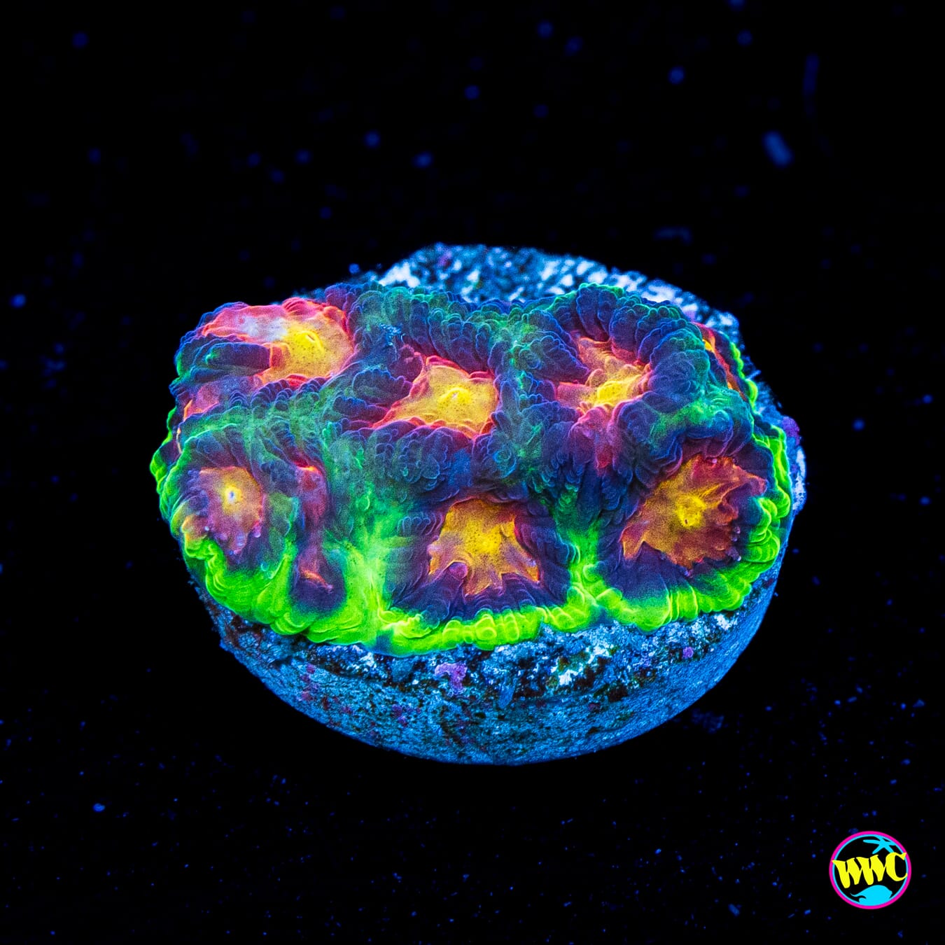 WWC Bedazzled Favites - Actinic Photo