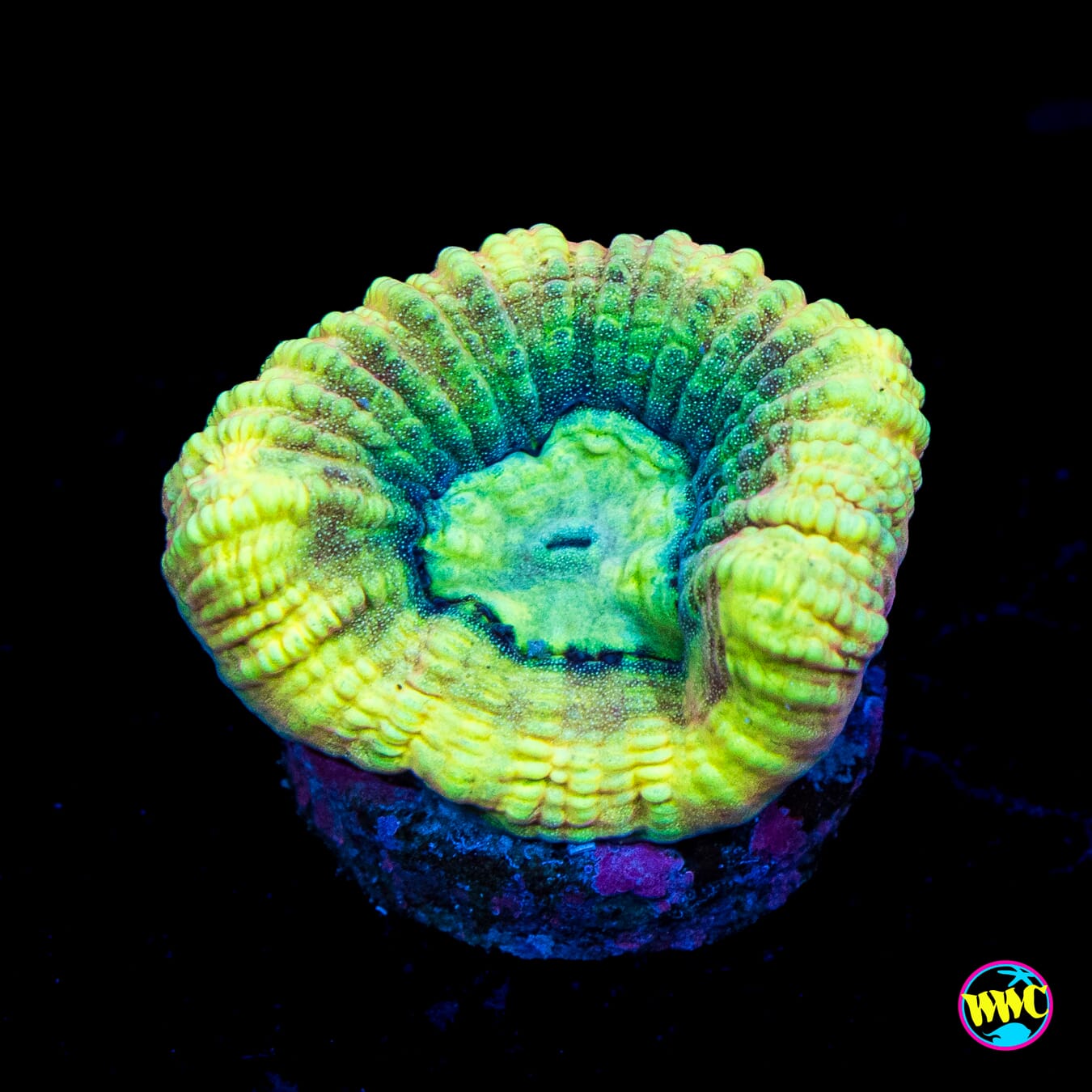 Sponge Bobby Goniastrea - Actinic Photo