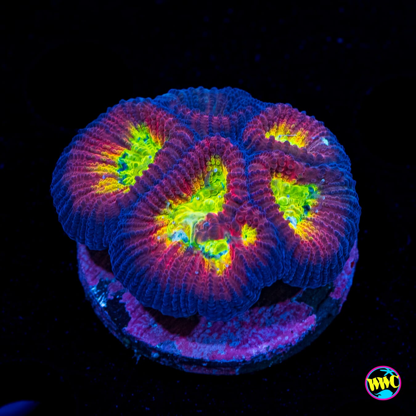 WWC Fantasmo Favia - Actinic Photo