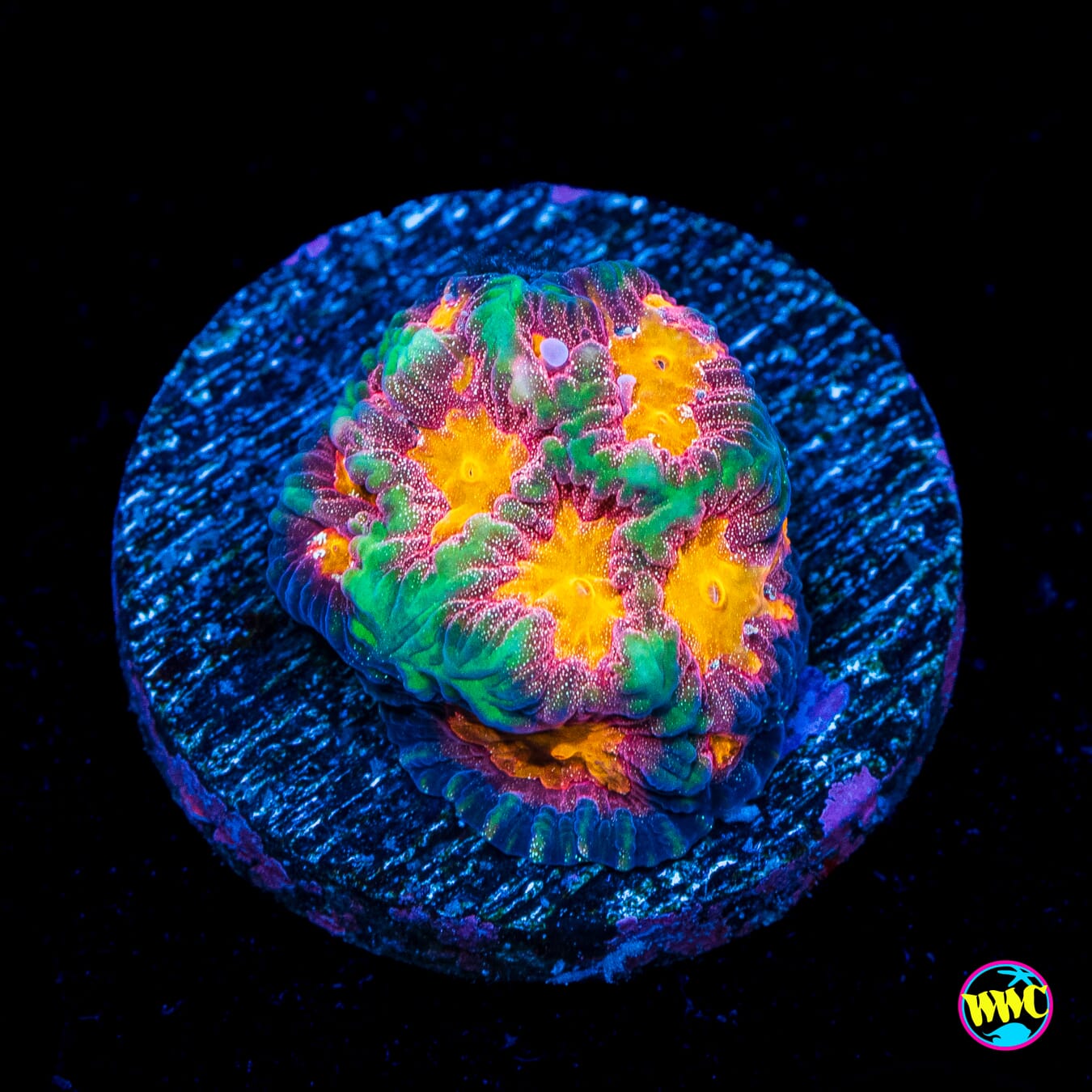 WWC Starlight Favites - Actinic Photo