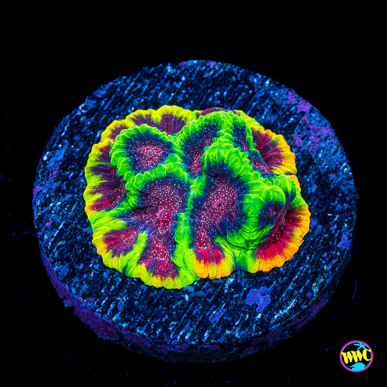 WWC Bejewled Favia - Actinic Photo