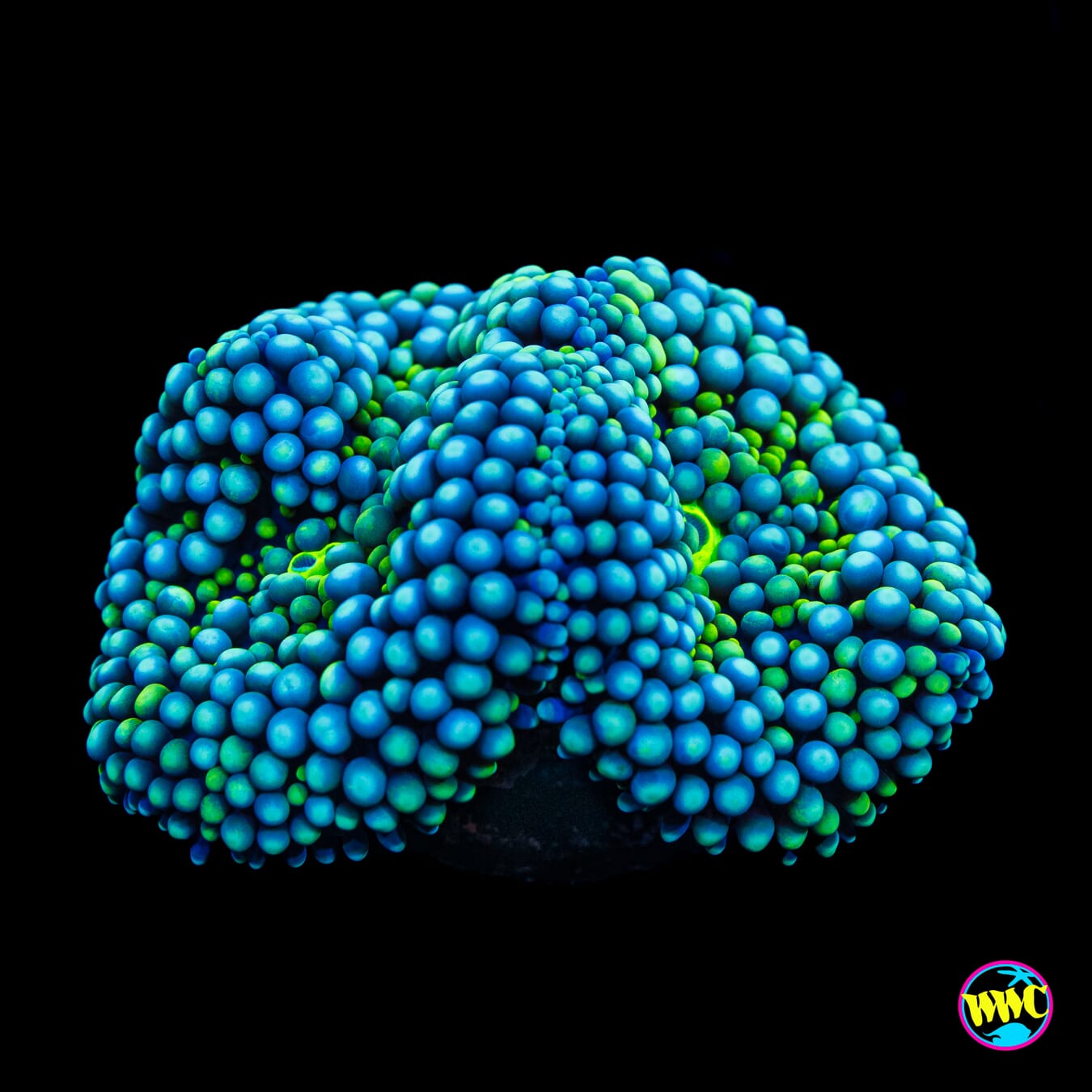 Chilly Willy Ricordea Mushroom - Actinic Photo