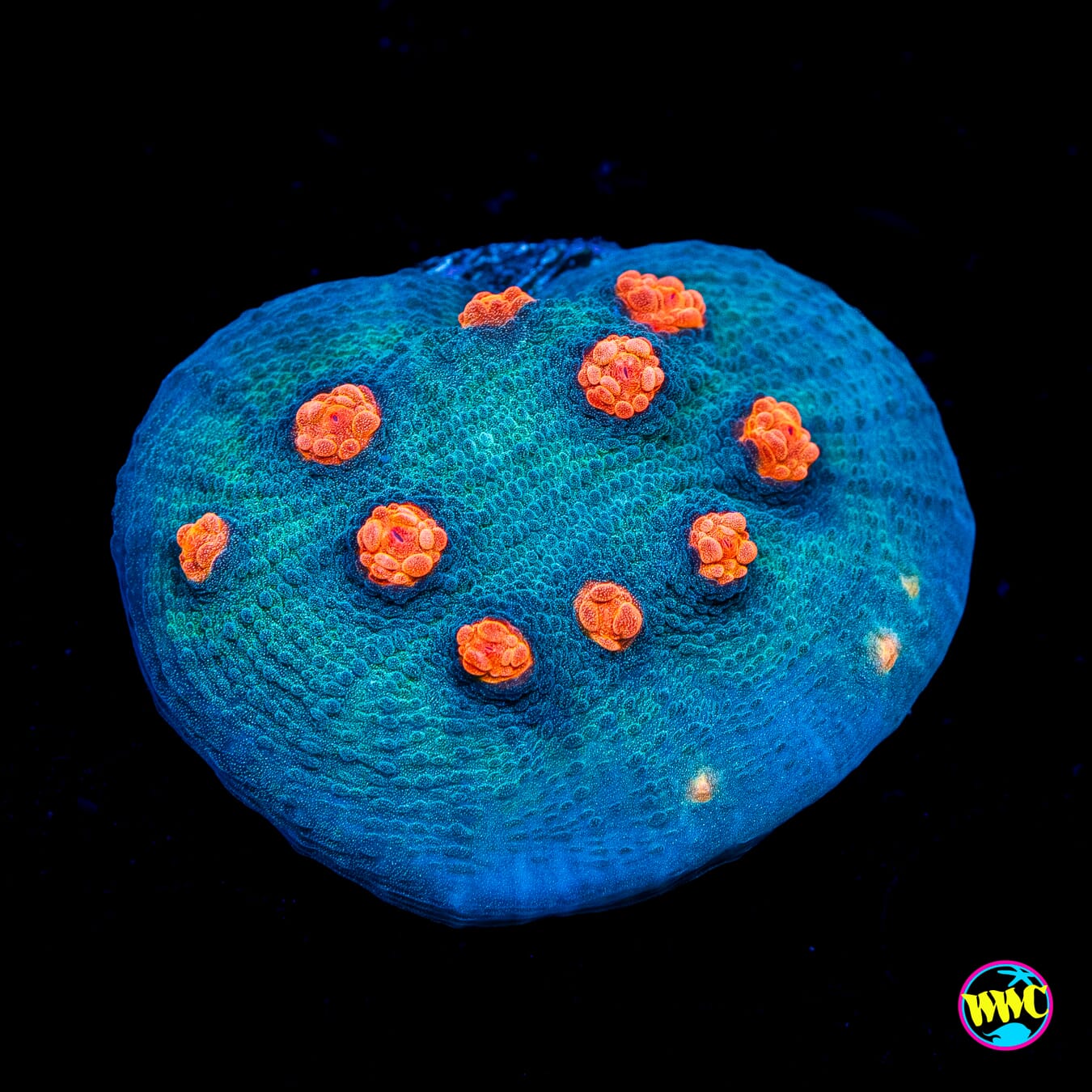 WWC Outer Orbit Chalice - Actinic Photo