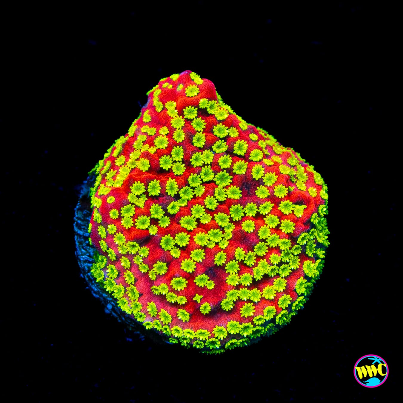 Sunset Montipora - Actinic Photo