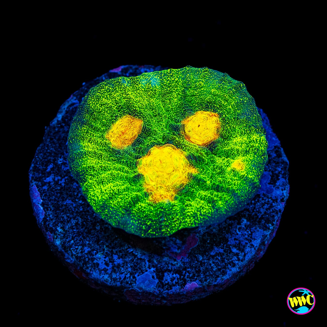 Jason Fox Raja Rampage Chalice - Actinic Photo