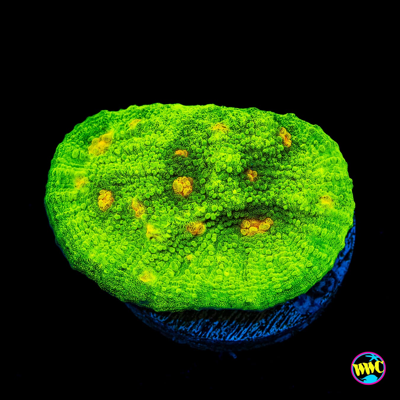 WWC Space Invader Chalice - Actinic Photo