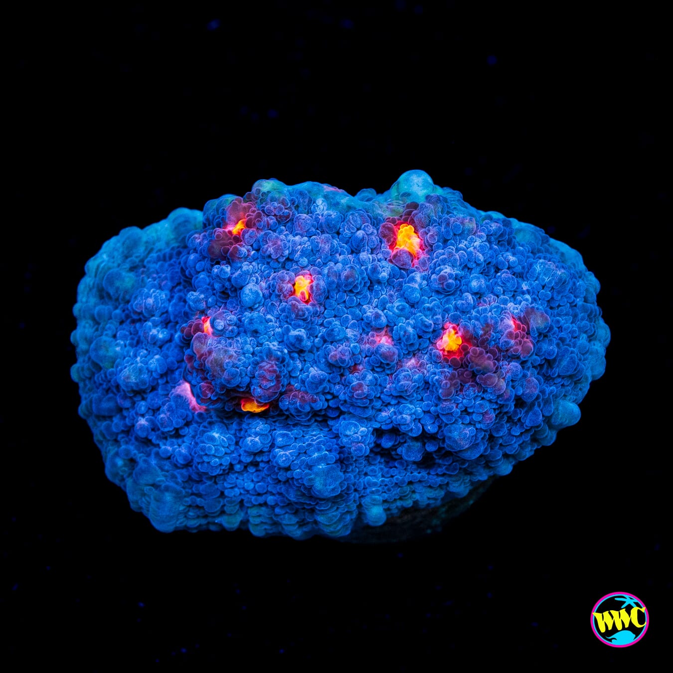 WWC Snagglepuss Chalice - Actinic Photo