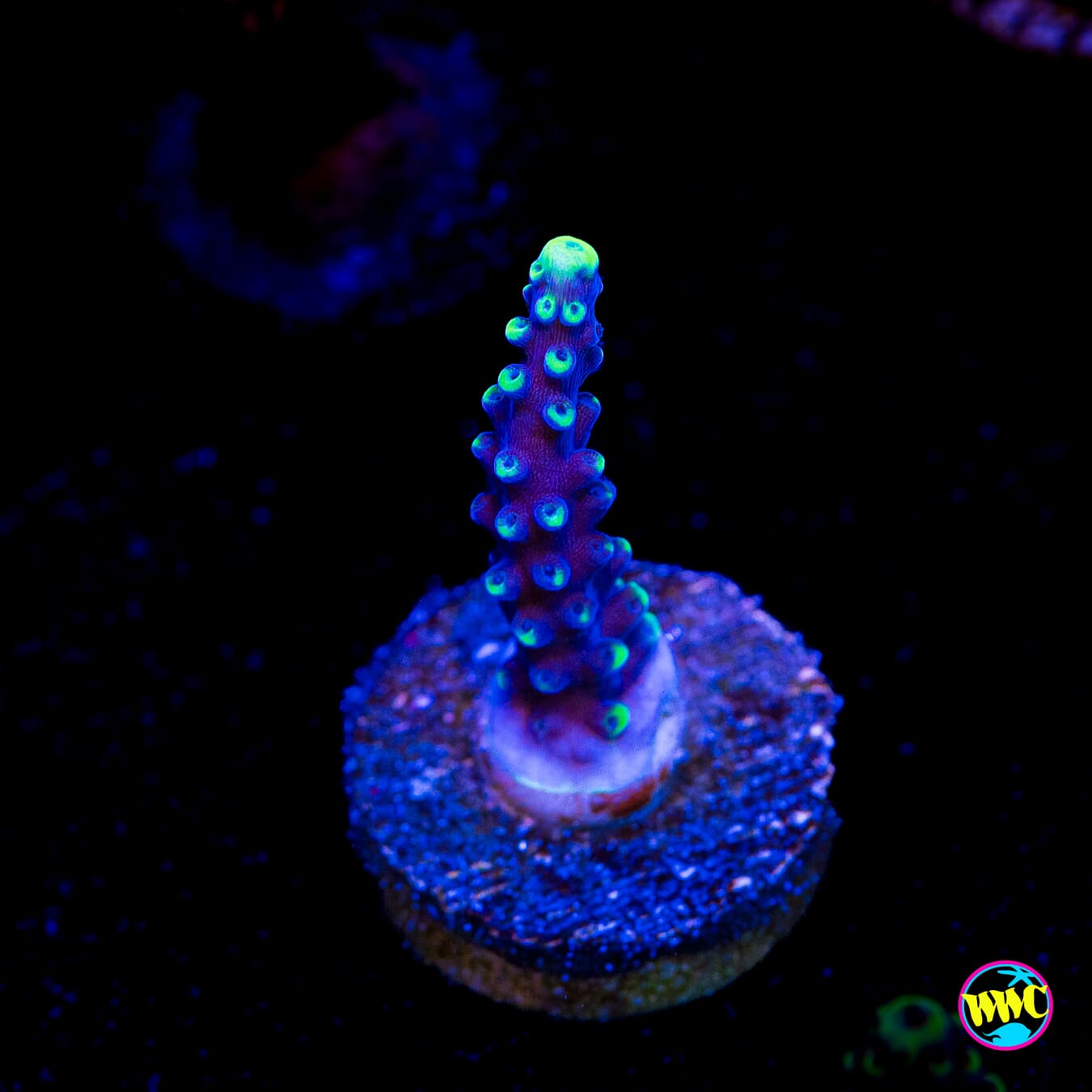 WWC Spectacular Stag Acropora - Actinic Photo