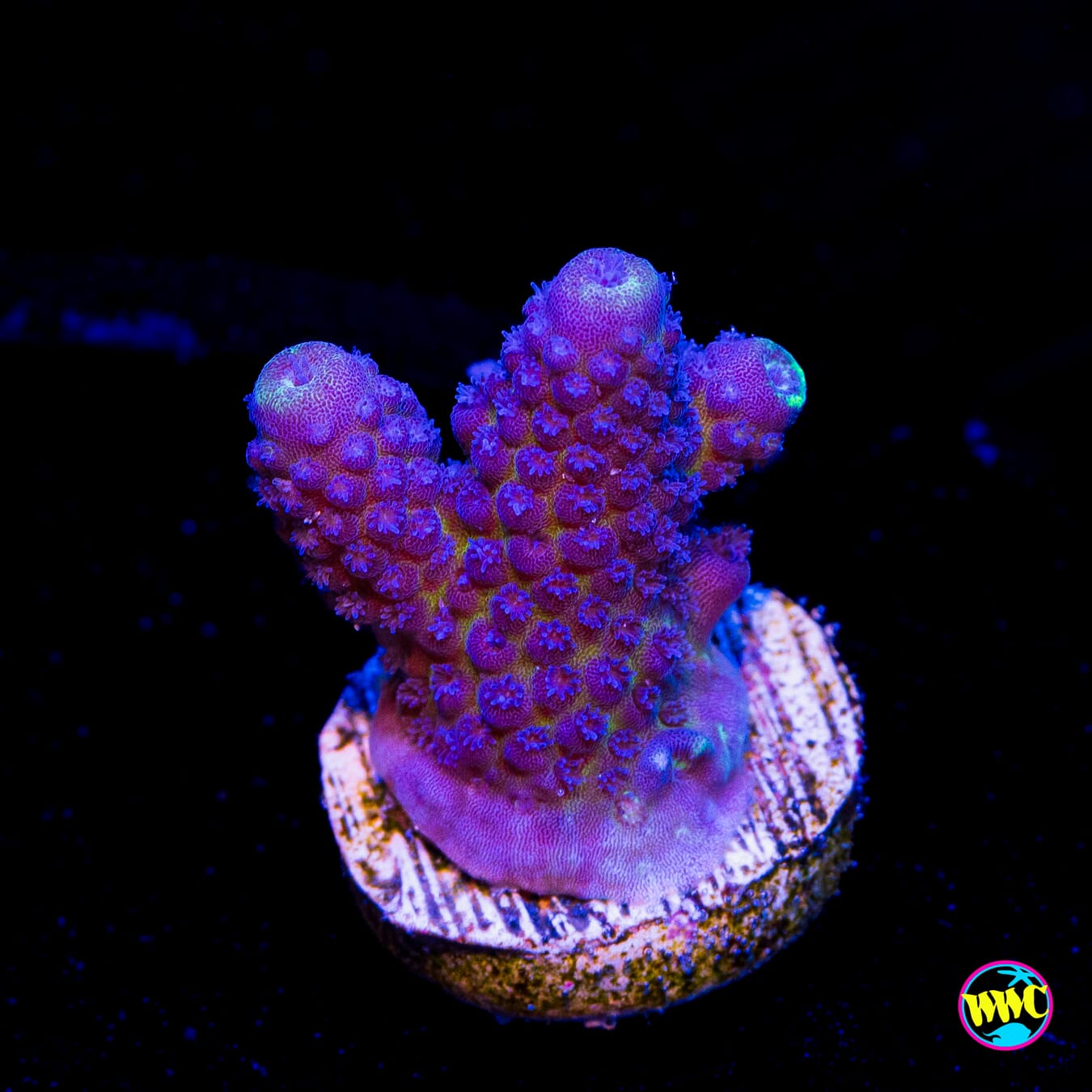 WWC Nuclear Grapes Acropora - Actinic Photo