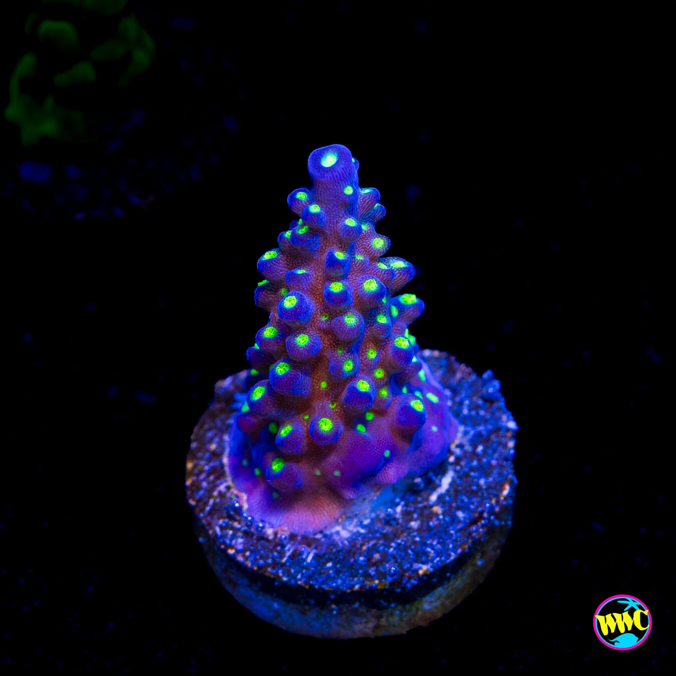 WWC Blueberry Fields Acropora - Actinic Photo