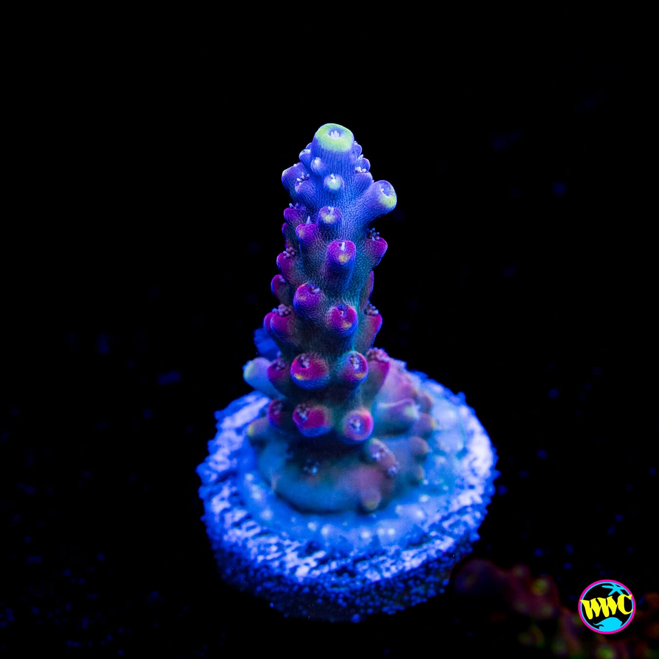 Bali Shortcake Acropora - Actinic Photo