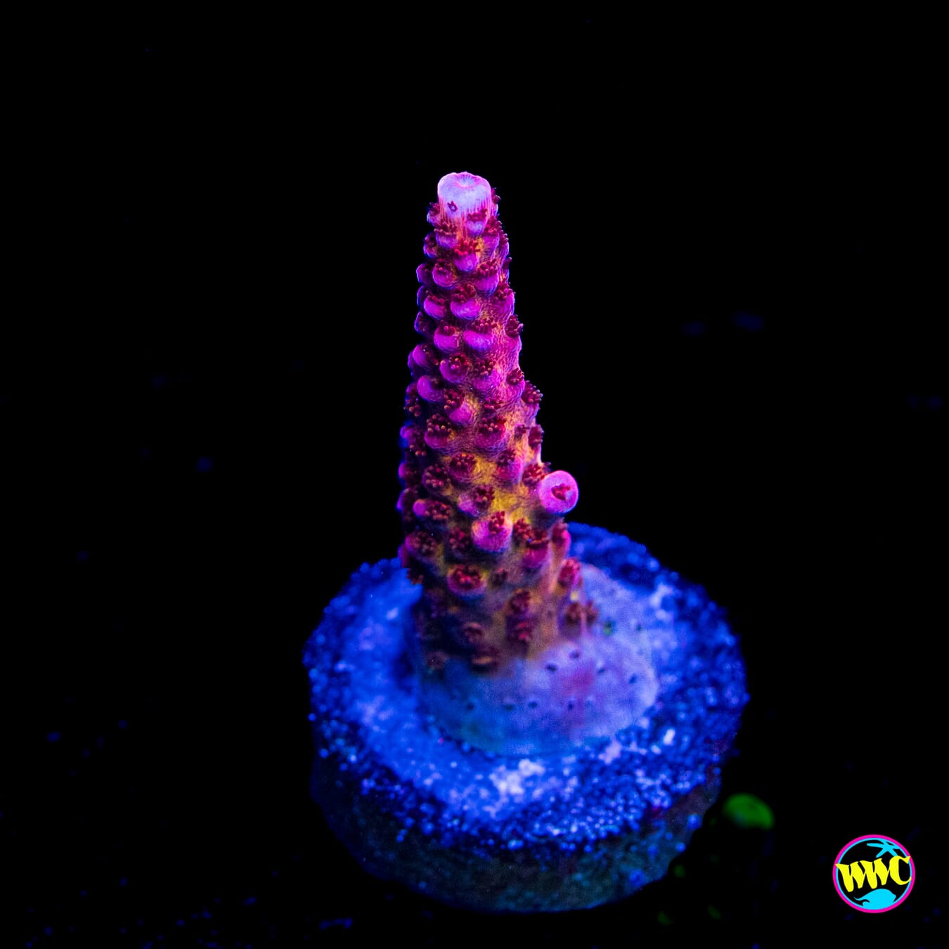 PC Rainbow Acropora - Actinic Photo