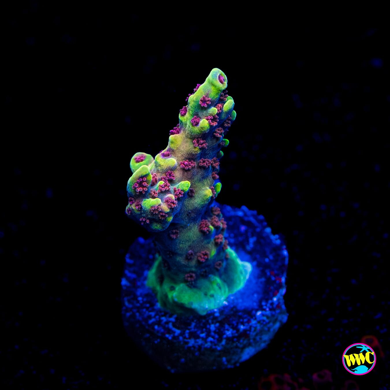 WWC Purple Dragona Acropora - Actinic Photo