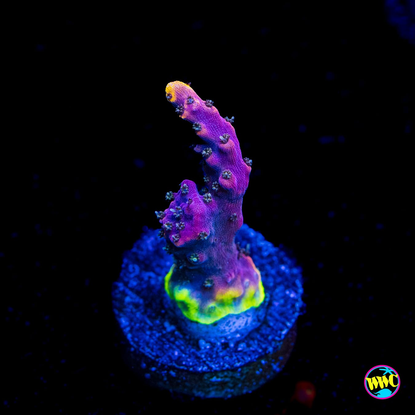 WWC Grizzly Adams Acropora - Actinic Photo