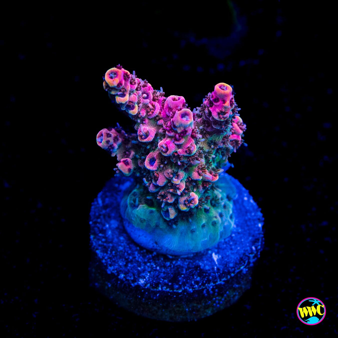 WWC Suicide Squad Acropora - Actinic Photo