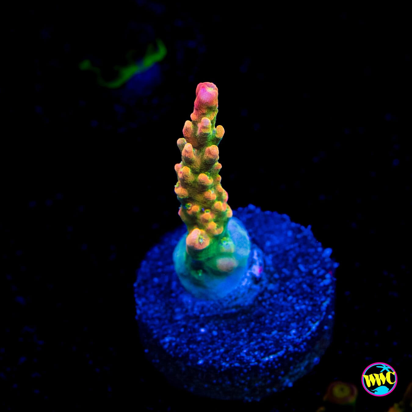 WWC Golden Dragon Acropora - Actinic Photo