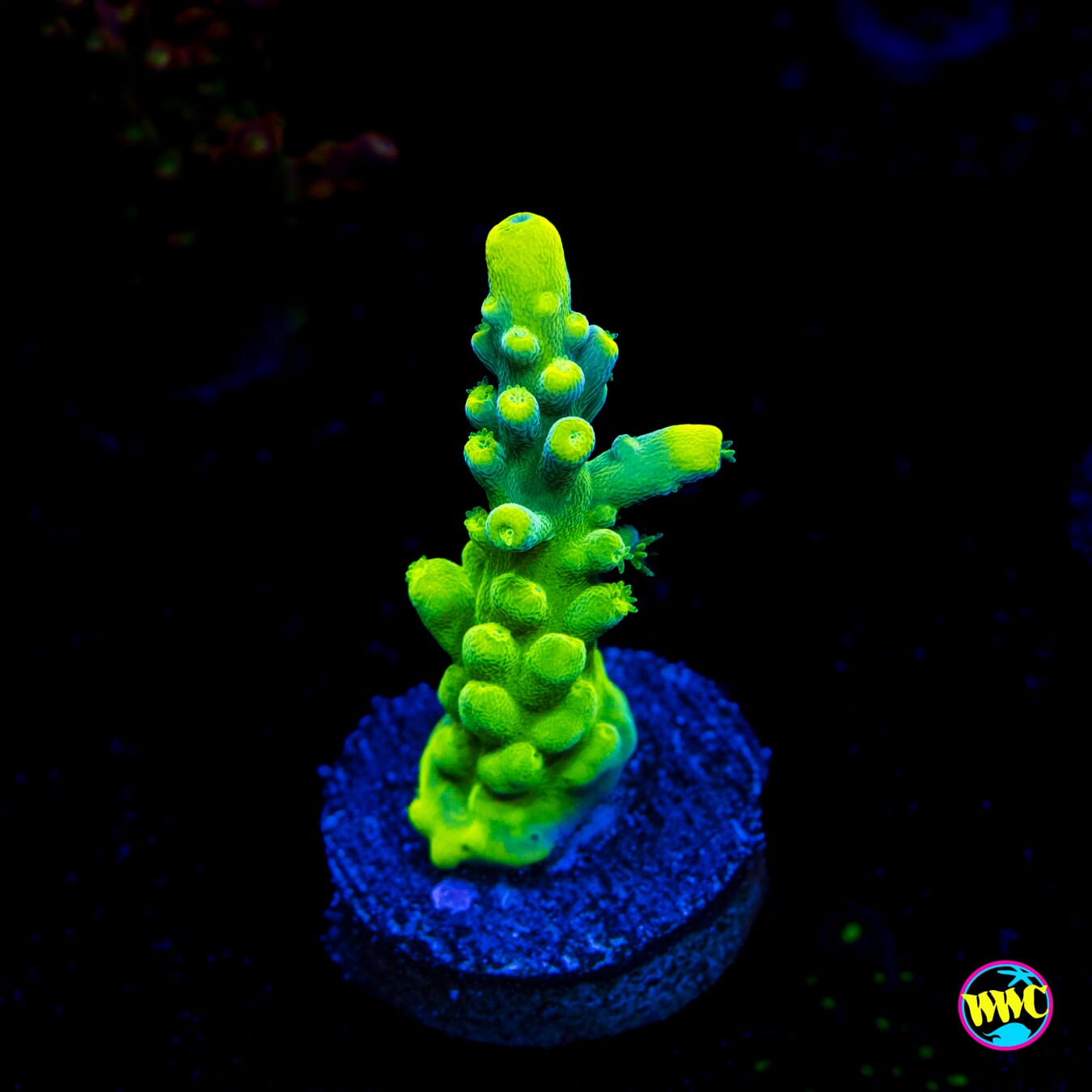 WWC Yellow Austera Acropora - Actinic Photo