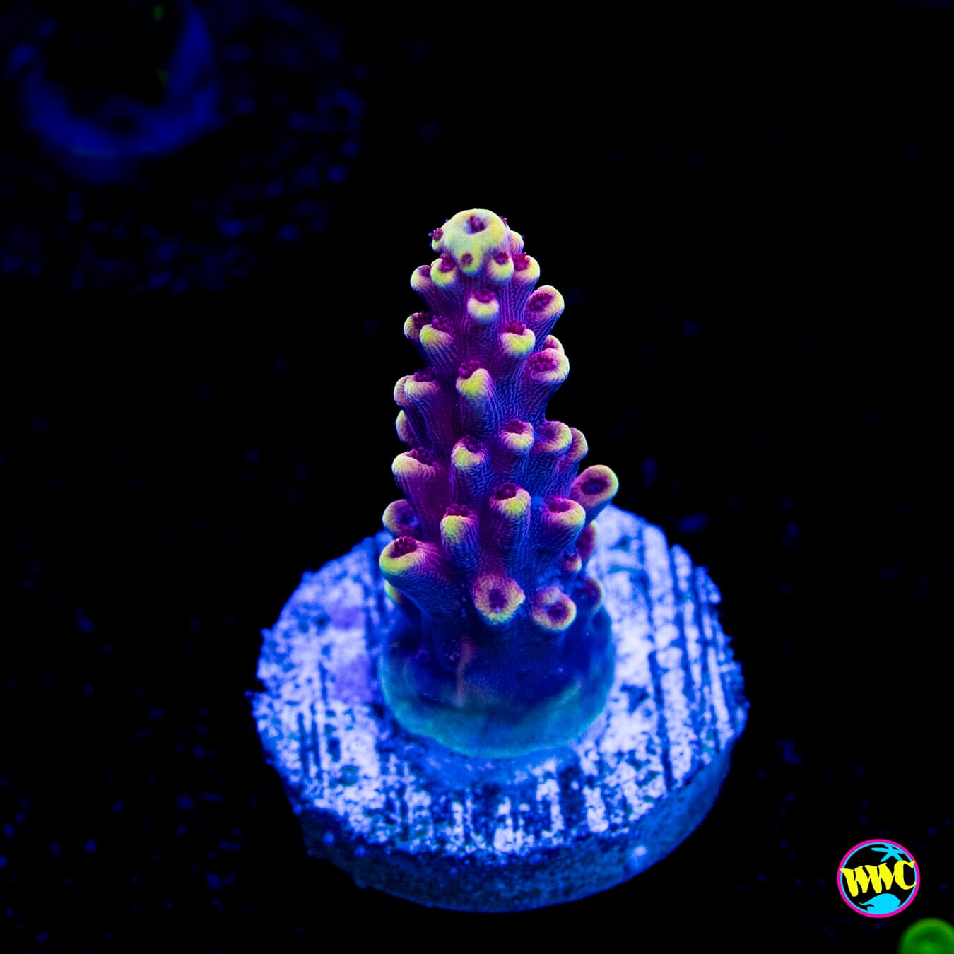 WWC Terra Red Acropora - Actinic Photo