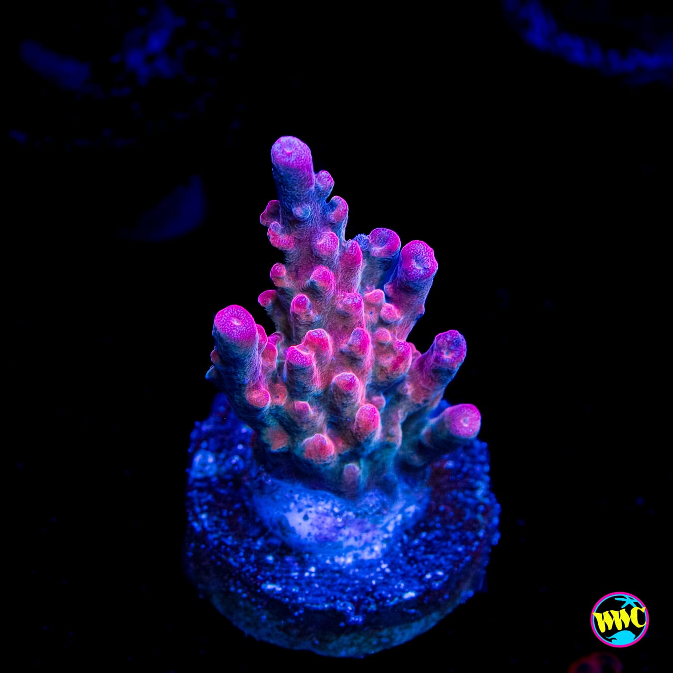 Jason Fox B33 Bomber Acropora - Actinic Photo