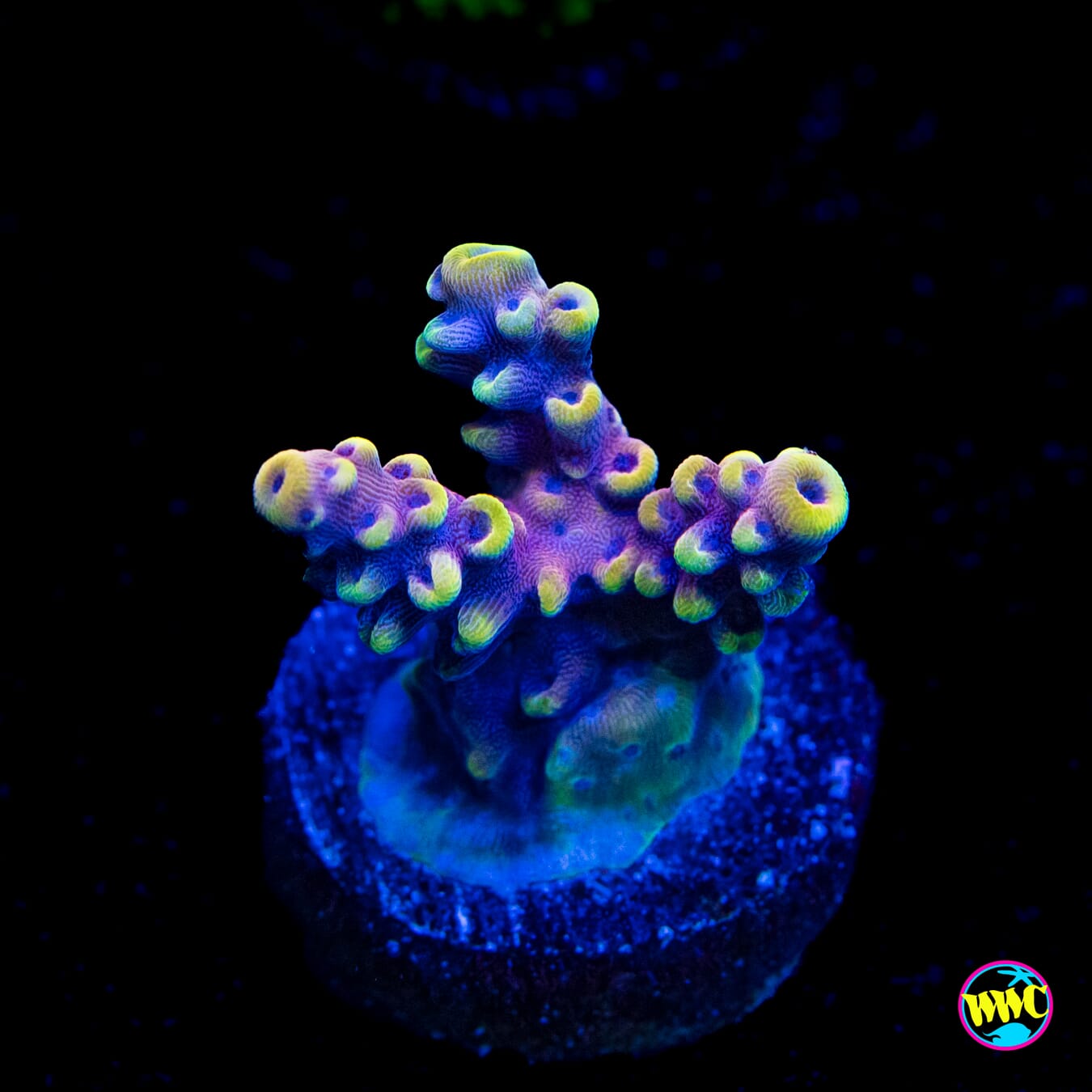 WWC Pink Cadillac Acropora - Actinic Photo