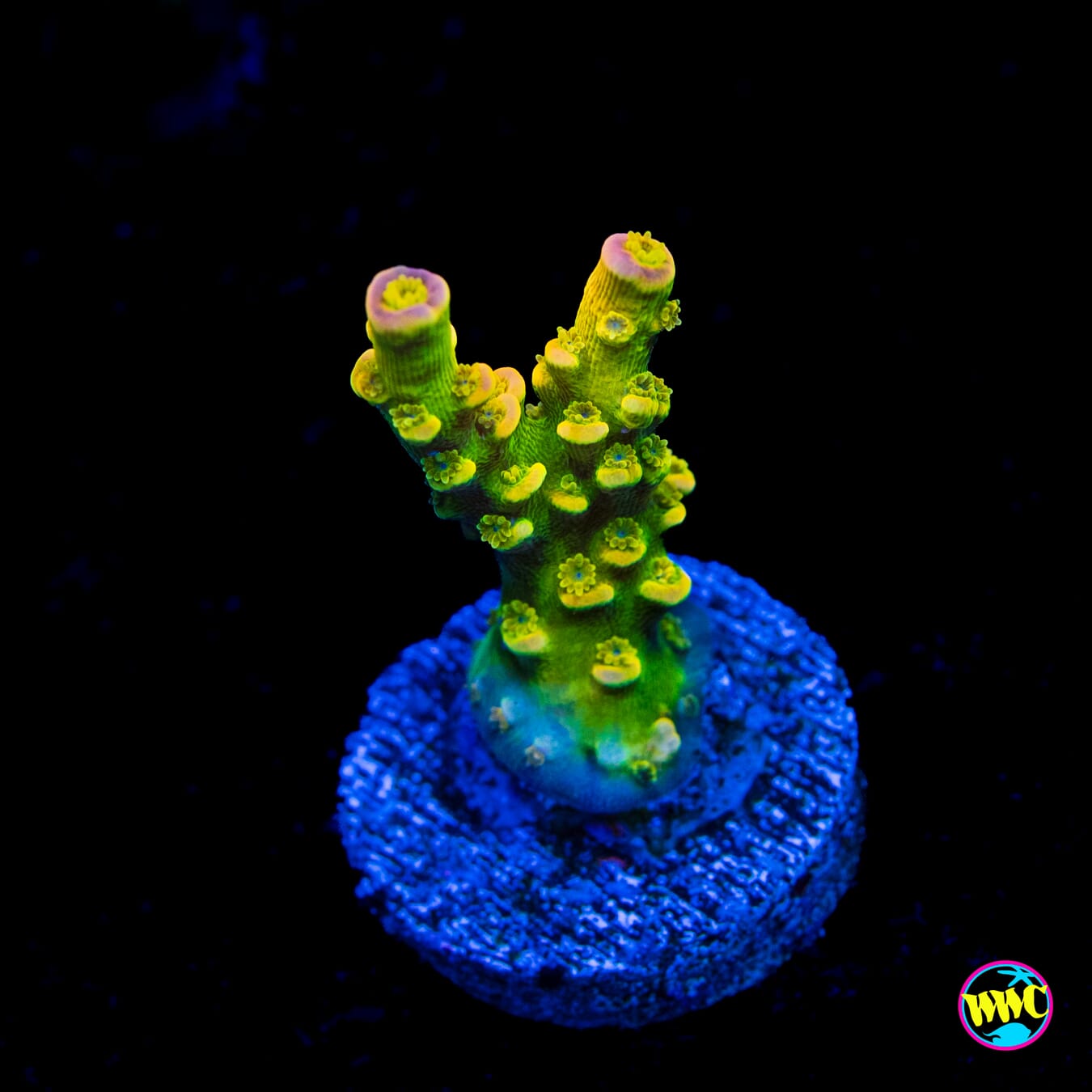 WD Tenuis Acropora - Actinic Photo