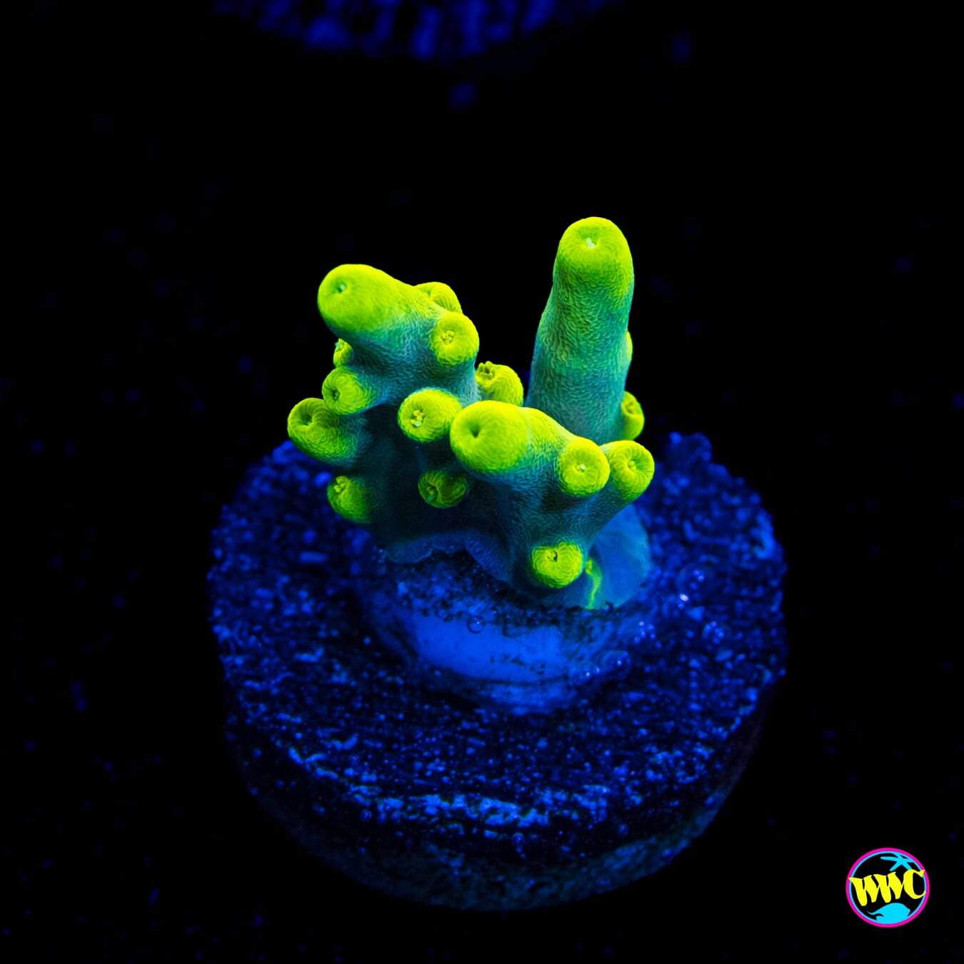 WWC Groguz Acropora - Actinic Photo