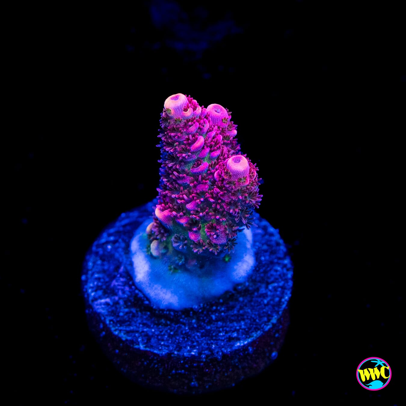 WWC Ruby Runner Acropora - Actinic Photo