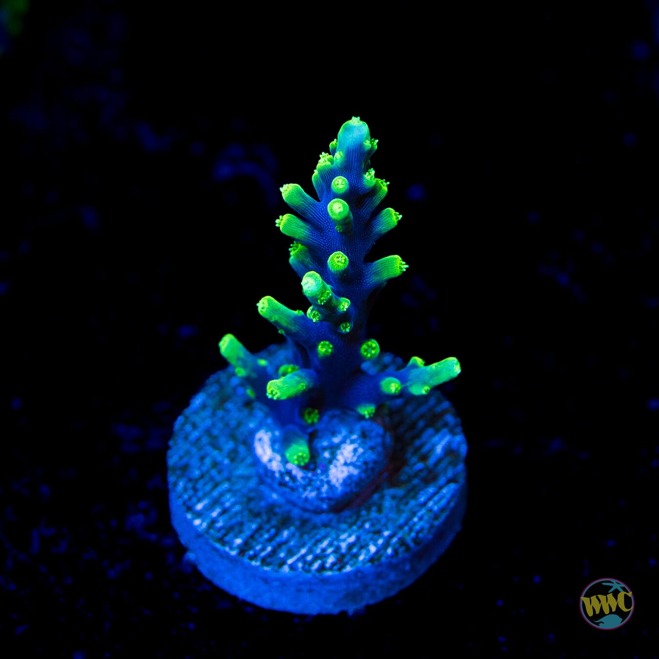 WWC Moonshine Acropora - Daylight Photo