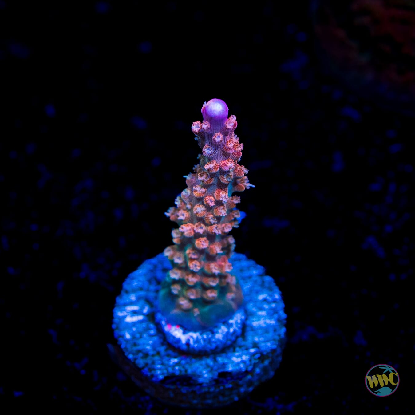 BC Bubble Bath Unicorn Acropora - Daylight Photo