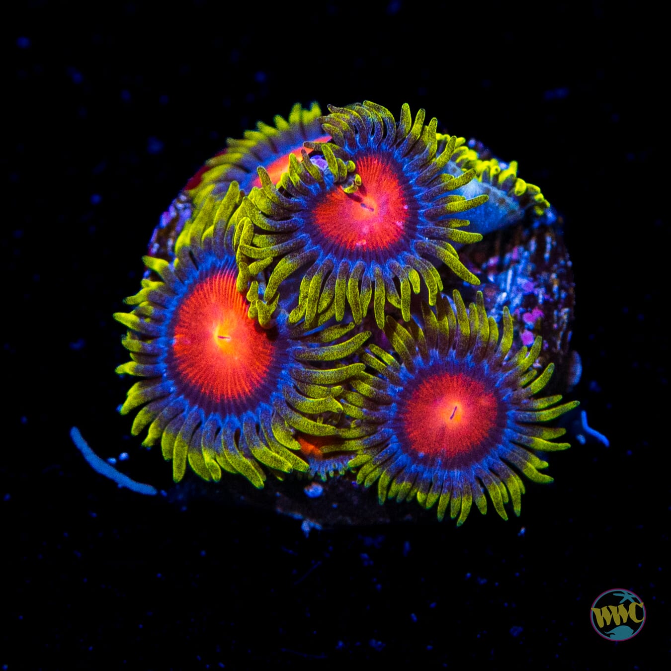 WWC Rising Sun Zoanthids - Daylight Photo