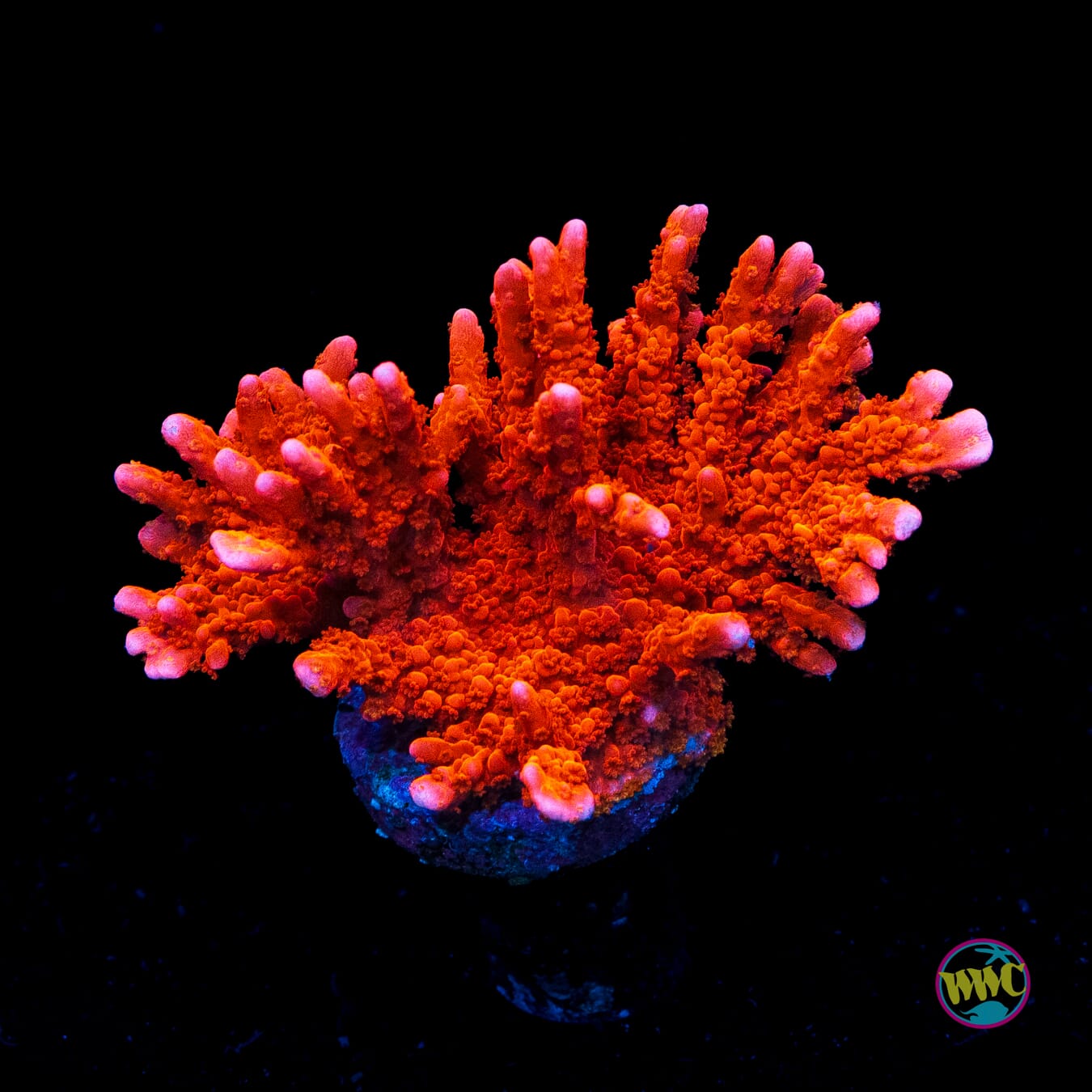 Jason Fox Fire Starter Montipora - Actinic Photo