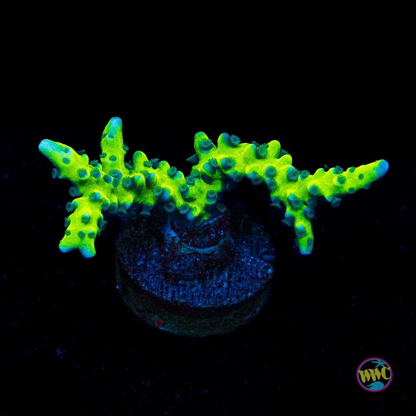 WWC Banana Hammock Anacropora - Actinic Photo
