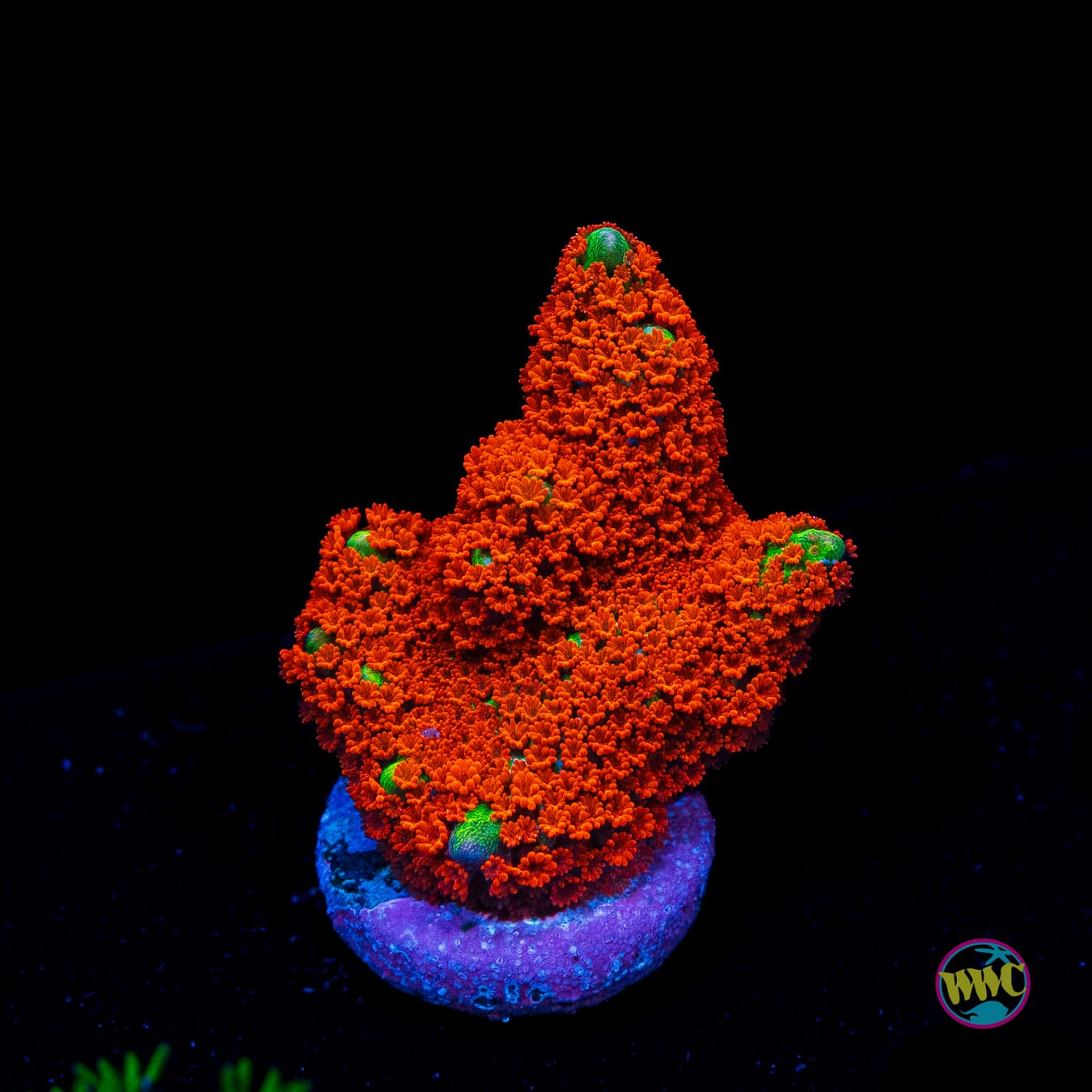 Forest Fire Digitata Montipora - Actinic Photo
